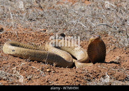 Cape Cobra (Naja Nivea) weibliche Schlange mit Kapuze in einer defensiven Bedrohung Anzeige angehoben. deHoop Nature Reserve, Western Cape, Südafrika. Stockfoto