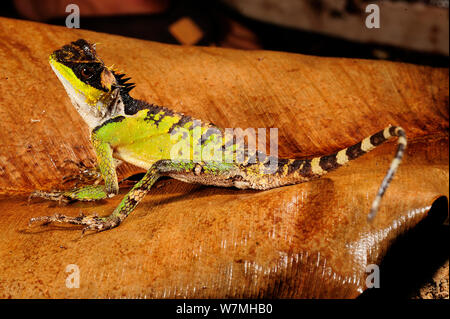 Feine Lizard (Acanthosaura lepidogaster) schließen bis auf Blatt, Bawangling National Nature Reserve, Insel Hainan, China. Stockfoto