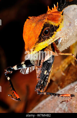 Feine Lizard (Acanthosaura lepidogaster) Nahaufnahme Kopf portrait Fütterung auf Beute, Bawangling National Nature Reserve, Insel Hainan, China. Stockfoto