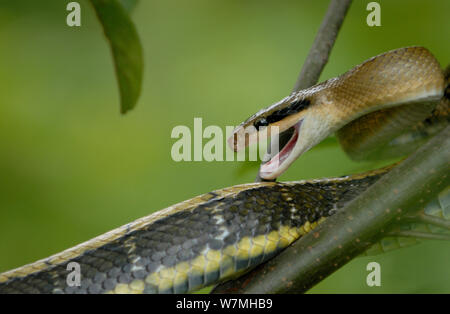 Taiwan schön / Cave Racer snake (Elaphe taeniura) auf Niederlassung in defensiver Haltung, Fanjingshan National Nature Reserve, Provinz Guizhou, China. Stockfoto