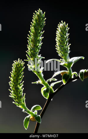 Weibliche Grau Weide (Salix cinerea) Palmkätzchen, Dorset, UK, April Stockfoto