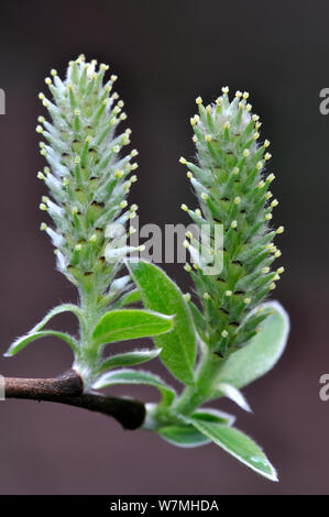 Weibliche Grau Weide (Salix cinerea) Palmkätzchen, Dorset, UK, April Stockfoto