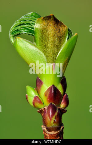 Norwegen Ahorn (Acer negundo) Bud brechen, Dorset, UK, März Stockfoto