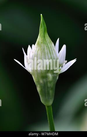 Vogel/Bärlauch (Allium ursinum) Blüte aus Bud, Dorset, UK, März Stockfoto