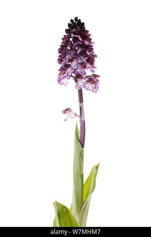 Lady Orchidee (Orchis purpurea), Grünland, Optevoz, Isère, Alpendorf, Frankreich, April. meetyourneighbors.net Projekt Stockfoto