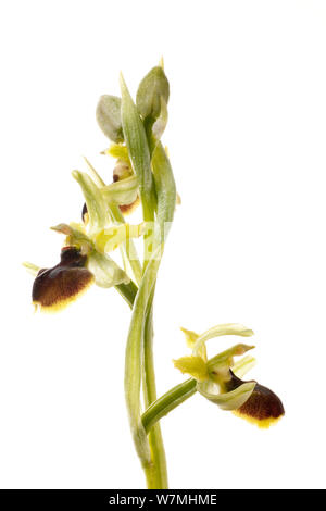 Frühe spider Orchid (Ophrys sphedodes) Grünland, Optevoz, Alpendorf, Frankreich, April. meetyourneighbors.net Projekt Stockfoto