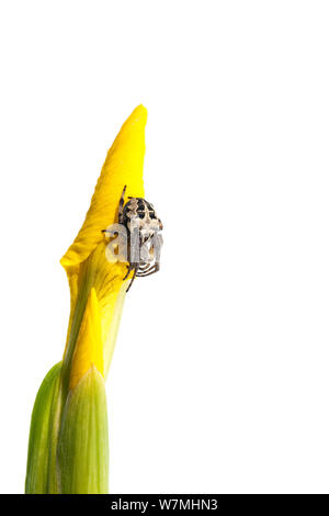 Orb Web spider (Meta segmentata) an der gelben Flagge Schwertlilie (Iris pseudacorus) Feuchtgebiete, Optevoz, Isère, Alpendorf, Frankreich, April. meetyourneighbors.net Projekt Stockfoto