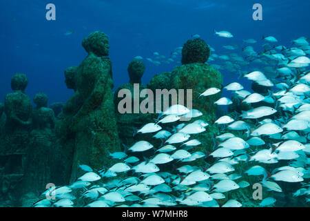 (Haemulon Cottonwick melanurum) Fische unter u-boot Statuen an der MUSA Cancun Unterwasser Museum, ein Naturschutzprojekt, das Wachstum von Korallen zu fördern. Isla Mujeres, Cancun Nationalpark, Karibik, Mexiko. Stockfoto