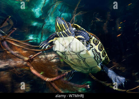 Mesoamerikanischen Slider Turtle/Schildkröte (TRACHEMYS SCRIPTA VENUSTA). Cenote Angelita, Halbinsel Yucatan, Mexiko. Stockfoto