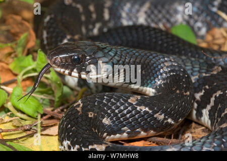 Zentralamerikanischen Indigo Snake (Drymarchon corais Melanurus). Maria Madre Insel, Islas Marias Biosphärenreservat, Meer von Cortez (Golf von Kalifornien), Mexiko, Oktober. Stockfoto