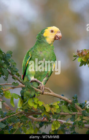 Yellow-headed Parrot (Amazona oratrix tresmariae). Maria Madre Insel, Islas Marias Biosphärenreservat, Meer von Cortez (Golf von Kalifornien), Mexiko, Juni. Gefährdet. Stockfoto