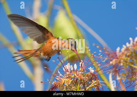 Zimt Kolibri (Amazilia rutila graysoni) Ernährung im Flower. Maria Madre Insel, Islas Marias Biosphärenreservat, Meer von Cortez (Golf von Kalifornien), Mexiko, Juni. Stockfoto