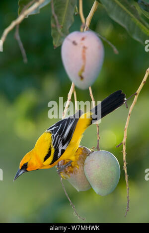 Streifen - unterstützte Oriole (Ikterus pustulatus graysonii) auf Mango es auf der Fütterung ist thront. Maria Madre Insel, Islas Marias Biosphärenreservat, Meer von Cortez (Golf von Kalifornien), Mexiko, Juni. Stockfoto