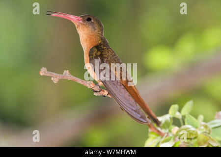 Zimt Kolibri (Amazilia rutila Graysoni). Maria Madre Insel, Islas Marias Biosphärenreservat, Meer von Cortez (Golf von Kalifornien), Mexiko, Juni. Stockfoto