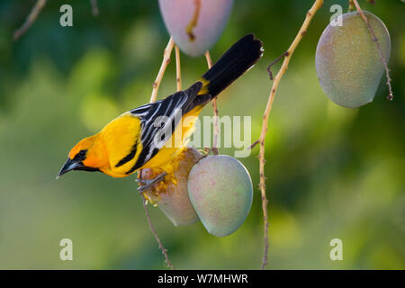 Streifen - unterstützte Oriole (Ikterus pustulatus graysonii) auf Mango thront. Maria Madre Insel, Islas Marias Biosphärenreservat, Meer von Cortez (Golf von Kalifornien), Mexiko, Juni. Stockfoto