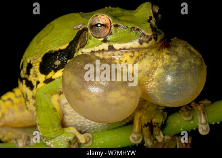 Gemeinsame mexikanischen Treefrog (Smilisca baudinii) Aufruf mit aufgeblähten Kehle sacs. Maria Madre Insel, Islas Marias Biosphärenreservat, Meer von Cortez (Golf von Kalifornien), Mexiko, August. Stockfoto