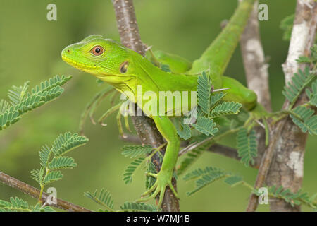 Western Stacheligen-tailed Iguana (Ctenosaura Larix spp.) Kinder. Maria Madre Insel, Islas Marias Biosphärenreservat, Meer von Cortez (Golf von Kalifornien), Mexiko, August. Stockfoto