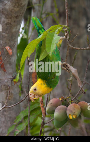 Yellow-headed Parrot (Amazona oratrix tresmariae), Fütterung mit Mangos. Maria Madre Insel, Islas Marias Biosphärenreservat, Meer von Cortez (Golf von Kalifornien), Mexiko, Juli. Gefährdet. Stockfoto