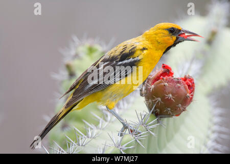 Streifen - unterstützte Oriole (Ikterus pustulatus graysonii) Fütterung mit Feigenkakteen. Maria Cleofas Insel, Islas Marias Biosphärenreservat, Meer von Cortez (Golf von Kalifornien), Mexiko, August. Stockfoto