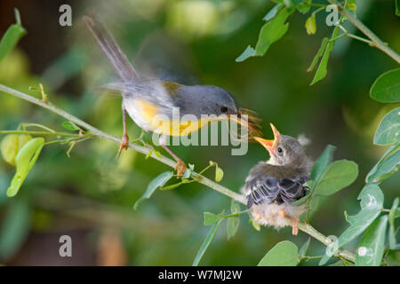 Tropische Parula (Parula pitiayumi graysoni) Ernährung Küken. Maria Madre Insel, Islas Marias Biosphärenreservat, Meer von Cortez (Golf von Kalifornien), Mexiko, Oktober. Stockfoto