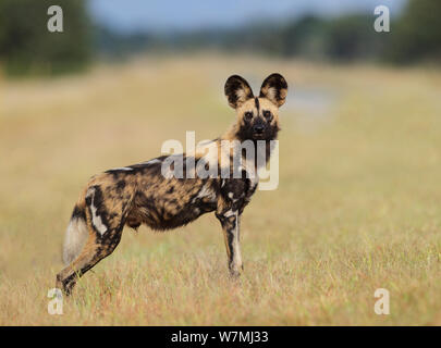 Afrikanischer Wildhund (Lycaon pictus) ständigen Profil, Bwabwata National Park, Caprivi, Namibia Stockfoto