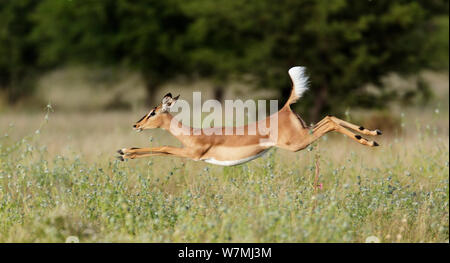 Schwarz konfrontiert Impala (Aepyceros Melamis Petersi) weiblich springen, Etosha Nationalpark, Namibia Stockfoto