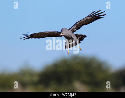 African harrier Hawk/Gymnogene (Polyboroides typus) Etosha National Park, Namibia Stockfoto