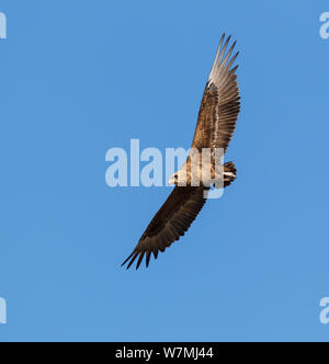 Sie eagle (Terathopius ecaudatus) Jugendliche im Flug, Etosha National Park, Namibia Stockfoto
