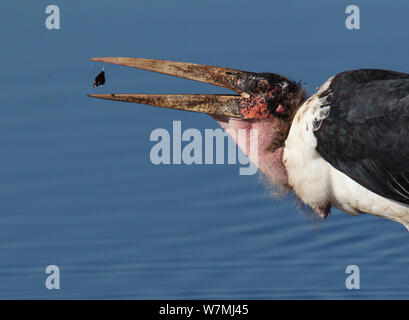 Marabu (Leptoptilos crumeniferus) Fütterung auf waterbugs, Etosha National Park, Namibia Stockfoto