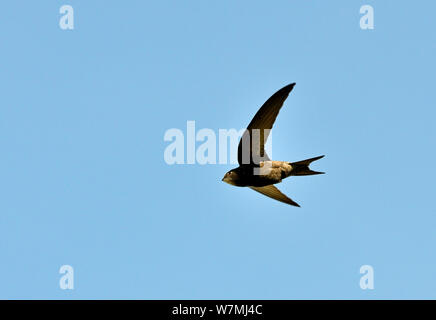 Mauersegler (Apus apus) im Flug gegen den blauen Himmel. Norfolk, Juni. Stockfoto