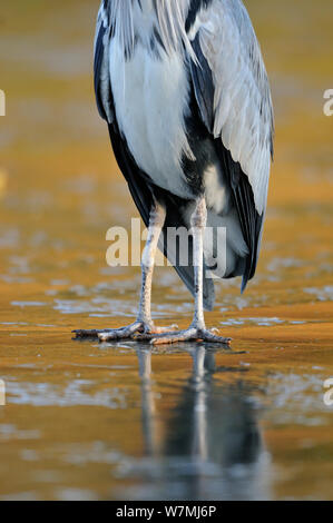 Graureiher (Ardea cinerea) stehend auf dem zugefrorenen Teich. Glasgow, Schottland, November. Stockfoto
