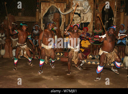 Traditionelles Zulu Tanz in Shakaland Zulu Cultural Village, Eshowe, Kwazulu Natal, Südafrika Stockfoto