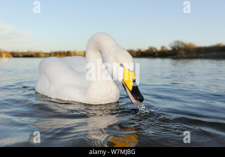 Singschwan (Cygnus Cygnus) Nahrungssuche in städtischen Loch. Schottland, November. Stockfoto