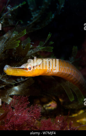 Schlange Seenadeln (Entelurus aequoreus) unter Algen unter Pier Swanage, Dorset, England, UK, Ärmelkanal, Mai Stockfoto