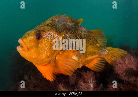 Lumpsucker (Cyclopterus lumpus) männlich im flachen Wasser bewacht die Eier unter Pier Swanage, Dorset, England, UK, Ärmelkanal, Mai Stockfoto