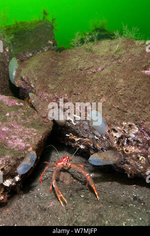 Lange Krallen squat Lobster (Munida rugosa) in der Nähe ihrer Heimat unter Felsbrocken, Manteltiere/Seasquirts (Ascidiella aspersa) und anderen Meeresbewohnern besiedelt, typisch Schottischen See Loch Lebensraum, Loch Fyne, Argyll und Bute, Schottland, UK, April Stockfoto