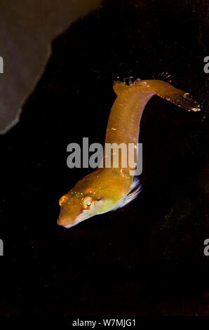 Kleine - vorangegangen clingfish (Apletodon dentatus) auf Kelp Wedel, Loch Carron, Schottland, UK, April Stockfoto