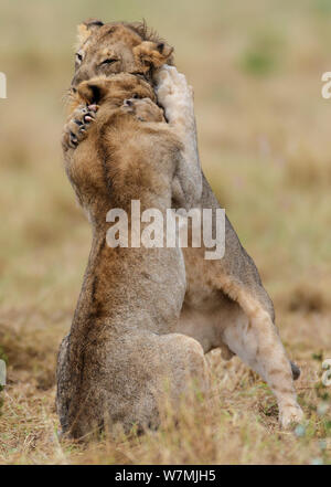 Afrikanischer Löwe (Panthera leo) zwei junge Männer playfighting, Etosha National Park, Namibia Stockfoto