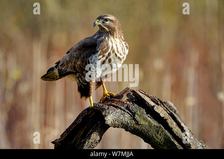 Mäusebussard (Buteo buteo) auf Zweig im Winter thront, Lothringen, Frankreich, Januar. Stockfoto