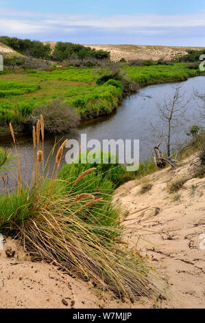 Fluss mit Sanddünen zwischen Leon Teich und Atlantik, Courant d'Huchet Landes, Frankreich, August 2010. Stockfoto