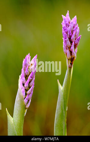 Hybrid Orchideenarten Kreuz zwischen Helm-knabenkraut (Orchis militaris) und Monkey orchid (Orchis simia) Arnaville, Lothringen, Frankreich, Mai. Stockfoto
