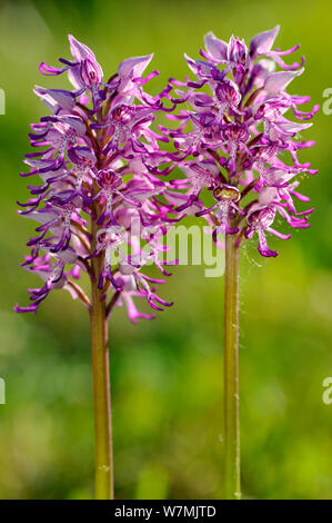 Hybrid Orchideenarten Kreuz zwischen Helm-knabenkraut (Orchis militaris) und Monkey orchid (Orchis simia) Arnaville, Lothringen, Frankreich, Mai. Stockfoto
