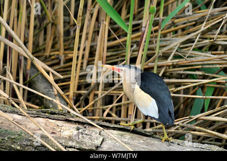 Wenig Rohrdommel (Ixobrychus minutus) auf Niederlassung in Schilf, Remerschen, Luxemburg, Juni thront. Stockfoto