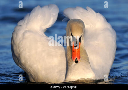 Höckerschwan (Cygnus olor) Erwachsenen auf Wasser in Gefahr Haltung vor der Balz, Lothringen, Frankreich, Januar. Stockfoto