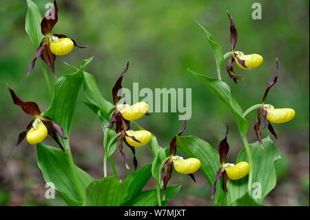 Gelb Lady Orchidee Frauenschuh (Cypripedium calceolus) Blumen, Haute-Marne, Frankreich, Mai. Stockfoto