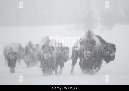 Bisons (Bison Bison) im Schneesturm. Yellowstone-Nationalpark, USA, Februar. Stockfoto