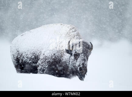 Bisons (Bison Bison) im Schneesturm. Yellowstone-Nationalpark, USA, Februar. Stockfoto