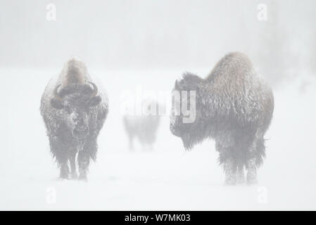 Bisons (Bison Bison) im Schneesturm. Yellowstone-Nationalpark, USA, Februar. Stockfoto