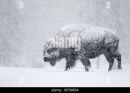 Bisons (Bison Bison) im Schneesturm. Yellowstone-Nationalpark, USA, Februar. Stockfoto
