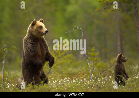 Braunbär (Ursus arctos) Mutter mit Jungtier steht auf den Hinterbeinen. Finnland, Europa, Juni. Stockfoto